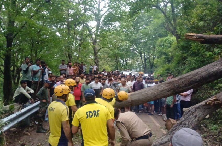 Big tree fell down on Chila bairaz road traffic 🚦 hold for hours
