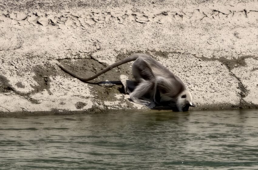  Heat Descends on Rishikesh: When Pilgrims and Wildlife Share the Quest for Water